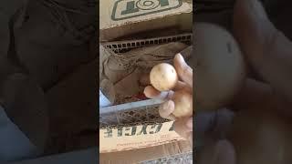 Panen Telur Ayam Bangkok Untuk Digoreng