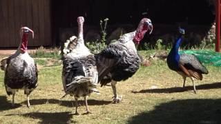 Who is chasing who? The peacock and the three turkeys