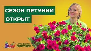 ЭТО ВАЖНО ЗНАТЬ НЮАНСЫ ПРИ ПОСЕВЕ ПЕТУНИИ