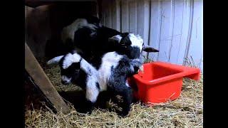 Triplet baby goats  MoonPie has triplets  Beauty & Tragedy  rain & flooding  baby goat triplets