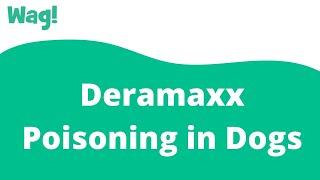 Deramaxx Poisoning in Dogs  Wag