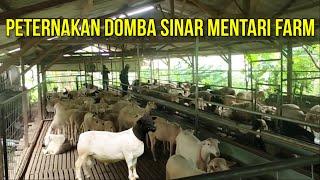 Peternakan Domba Dorper Sinar Mentari Farm Blitar