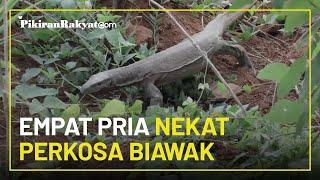 Empat Pria Nekat Perkosa Biawak Terancam Hukuman 7 Tahun Penjara