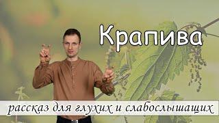 Крапива -  христианский рассказ для глухих и слабослышащих журнал Светильник № 2 2020