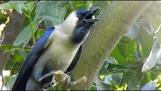 crow bird live crowing sounds for 10 minutes  કાગડાનો અવાજ  காகம் மற்றும் மாடு ஒலி
