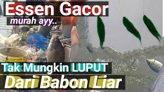 Tips mencampur Essen lumut supaya gacor umpan lumut nilaumpan alami nila