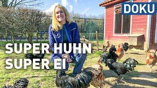 Das Hühnerleben - Super Huhn super Ei  dokus und reportagen