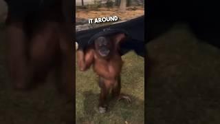 Orangutan’s are just humans who don’t pay tax ️ #shorts