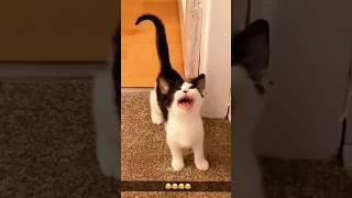 funny cats  #cat #viral #funny #memes #cute #cats #pets #funnycats #shorts #short #fyp