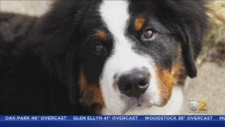 After Their Puppy Died Of Parvo Despite Getting Vaccine Orland Park Family Urges Other Dog Owners