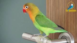 Cennet papağanı ötüşü  Cennet papağanı sesleri  LoveBird singing