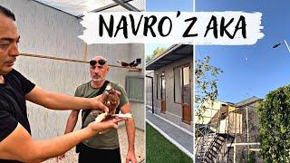 Условия 5 ⭐️ Питомник бойных голубей Навруза  Navroz Ака kaptarlari  Gorgeous dovecote