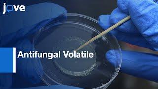 Antifungal Volatile Activity of Biocontrol Products Measurement  Protocol Preview