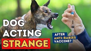 Anti-Rabies Vaccine Does It Really Change Your Dogs Behavior?