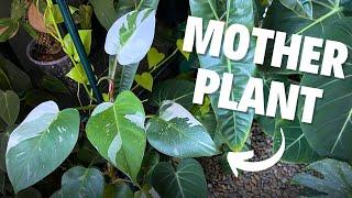 Potting Philodendron White Princess Cuttings  Relaxing Plant Care