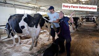 A Day In The Life Dairy Farm Veterinarian