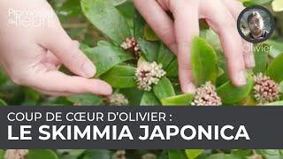 Coup de cœur dOlivier  le skimmia japonica