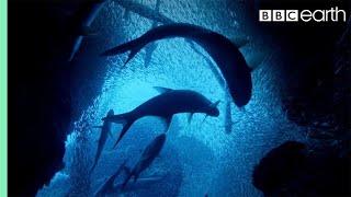 ONE HOUR Of Amazing Ocean Moments  BBC Earth