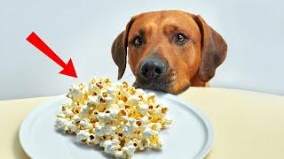 Surprising Human Foods Dogs Can Actually Eat