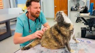 When your Cat thinks the Vet is a Day Spa