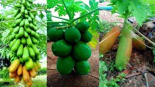 How long does a papaya tree take to grow? How to papaya 58 day  How to make papaya grow faster?