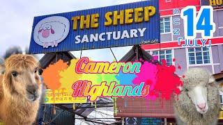 THE SHEEP SANCTUARY  CAMERON HIGHLANDS - 14 JULY 2024