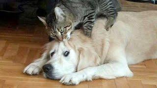 CLICK HERE only if you wanna LAUGH - Craziest CATS & DOGS