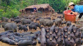 Full video of 1000 days the journey of taking care of piglets raising wild boar herds to grow