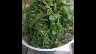 How to pickle purslane