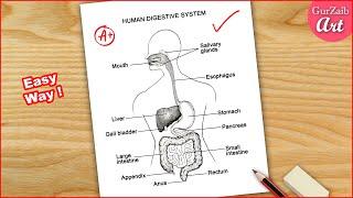 Human Digestive system Labelled Diagram Drawing  easy - step by step