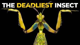 The Insane Biology of The Praying Mantis