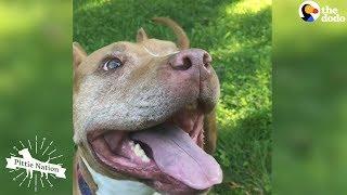 Pittie Who Spent Years Chained Up Loves New Life As A Cuddlebug   The Dodo Pittie Nation