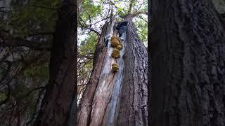 Chicken of the Woods Laetiporus sulphureus on oak tree #mycology #mushrooms #fungi