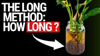 How Long Should You Leave Your Plant In Nutrient Solution? Mastering The Long Method