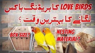 The Right Time to Provide a Breeding Box for Love Birds  AR Fancy Birds #lovebird #birds #breeding