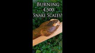 Burning 4500 Snake Scales #shorts