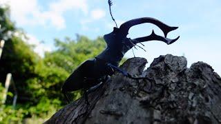 Lucanus cervus cervus - Stag Beetle  Hirschkäfer