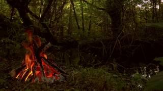 Forest Campfire near Small Stream with Relaxing Fire and Water Sounds