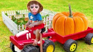 Baby Monkey Chu Chu Harvest Pumpkin And Play With Duckling In The Farm