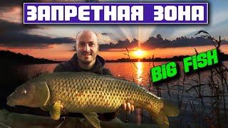 BIG FISH ПОЙМАН ЧУТЬ НЕ КОНФИСКОВАЛИ СНАСТИ Рыбалка на сазана. Карпфишинг на дикаре.