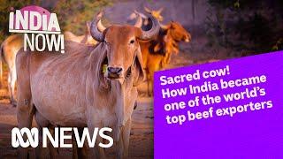 How India became one of the world’s top beef exporters  India Now  ABC News