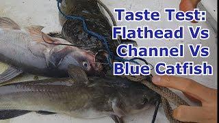 Catch and Cook Channel Vs Flathead Vs Blue Catfish