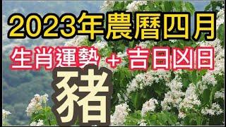 【古柏論命每月運勢 + 吉日凶日】2023年農曆四月陽曆519  617生肖運勢分享 -  豬