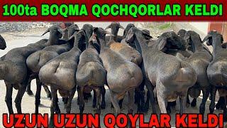 100ta BOQMA QOCHQORLAR VA OPTOM NARXLARDA BERILADI SEMIZ QOYLAR