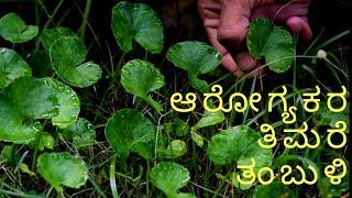 Ondelaga tambuli  ಒಂದೆಲಗ ತಂಬುಳಿ  Health benefits of ondelaga  Brahmi tambuli  thimare tambuli