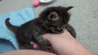 Ferocious Kitten ATTACKS