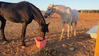 Phoenix the Friesian refuses to share