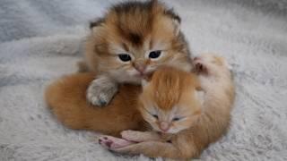 Kitten Latte watches over the baby kittens while the mother cat is away.