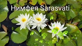 Нимфея Sarasvati nymphaea Sarasvati нимфея Сарасвати. Обильное цветение нимфеи