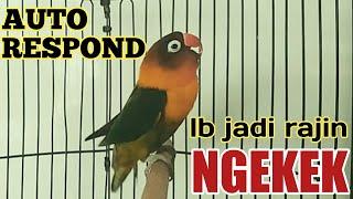 Tak mungkin lovebird sekitar diam saat mendengar suara pancingan ngekek labet betina ini